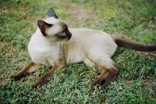 Preview: Siamese cat enjoy and relax in garden with natural sunlight. Select and soft focus.