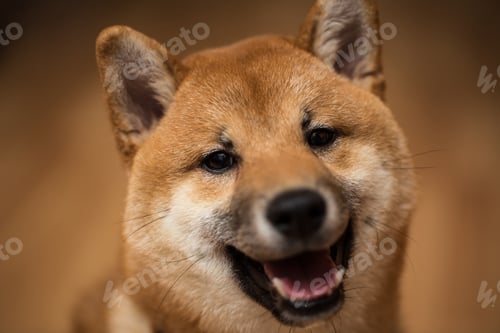 Preview: Portrait of a dog Shiba Inu, front view