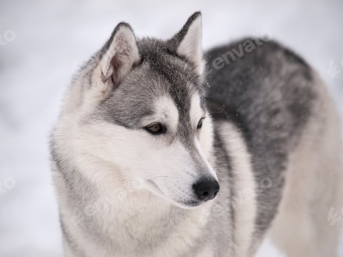 Preview: Husky dog outdoors