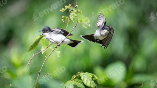 Preview: Eastern kingbirds perched and flying on a branch with a green blurred background