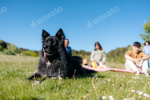 Preview: Black dog panting happily in the foreground during family picnic in a sunny meadow