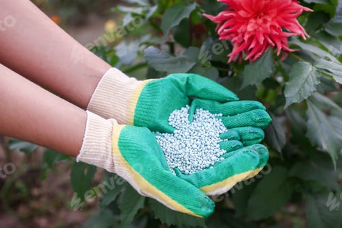 Preview: Woman with fertilizer near plant outdoors, closeup. Gardening time