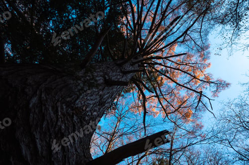 Preview: landscape in beautiful forest with colorful trees. Leaves of fall in nature. Autumn season in Japan