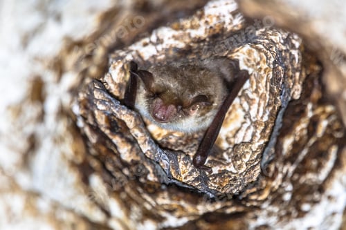 Preview: Lesser mouse-eared bat