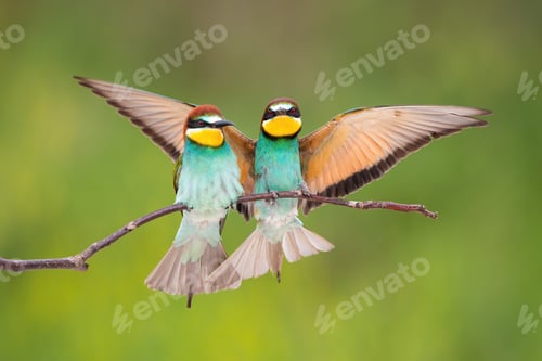 Vista previa: Two european bee-eater sitting on bough in summer