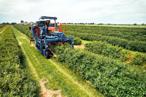 Preview: Modern machinery harvesting crops on vast farmland, demonstrating efficient farming