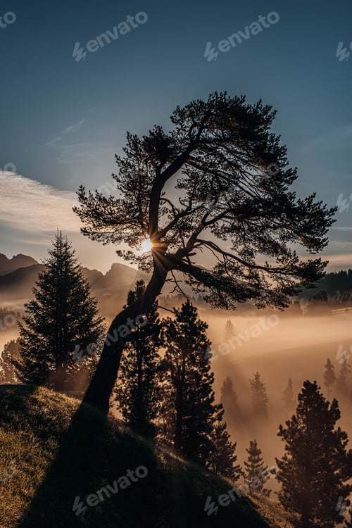 Preview: Vertical shot of trees during a foggy sunrise in Seiser Alm, South Tyrol
