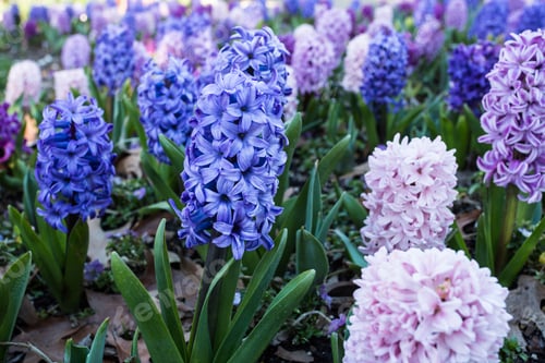 Preview: Pink And Blue Hyacinths Growing In A Spring Garden Bed
