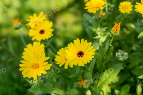 Preview: Bright flowers of calendula (Calendula officinalis), growing in the garden.