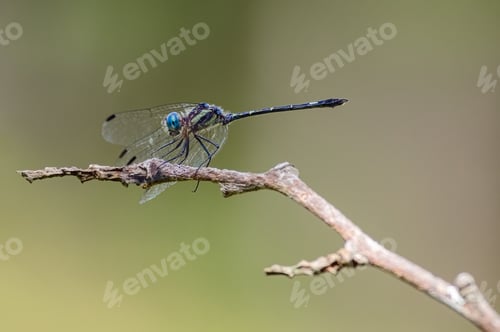 Preview: Dragonfly perched on a branch basking in the sun with an out-of-focus lagoon in the background.