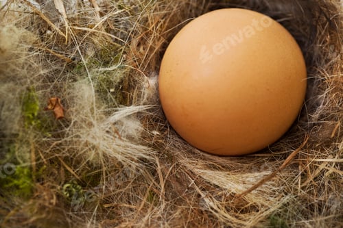 Preview: Egg in a nest