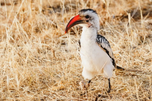 Preview: Animals in the wild - Red-billed Hornbill - Samburu National Reserve, North Kenya