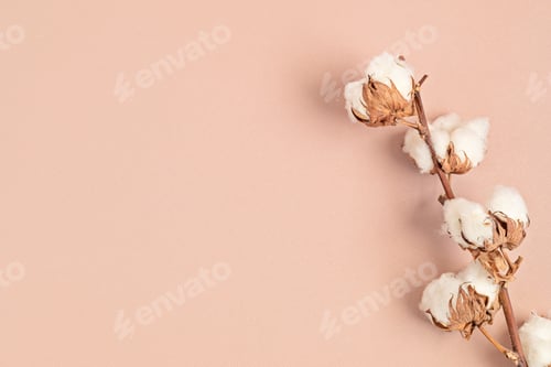Preview: Cotton branch on pink background. Top view, copy space for text. Delicate botanical style background