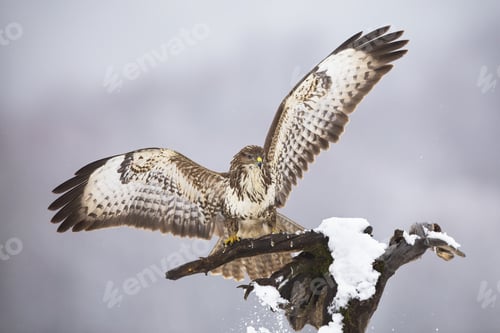 Preview: Majestic common buzzard landing on tree in winter