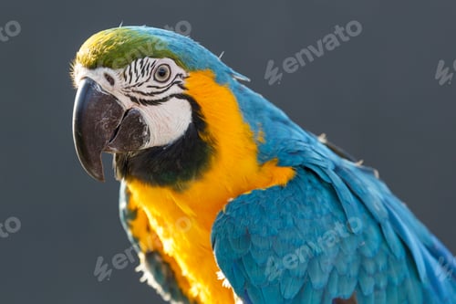 Preview: Blue and Yellow Macaw (Ara ararauna)