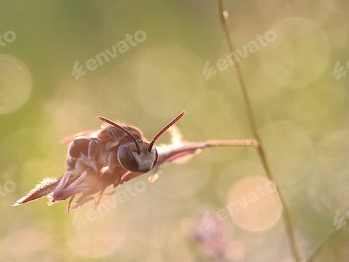 Preview: Litte Bee
