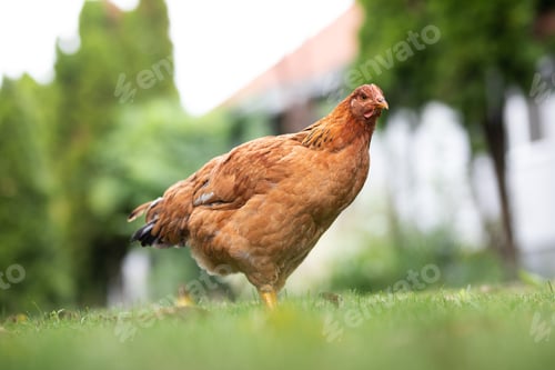 Preview: Hens grazing on grass in a free range organic farm