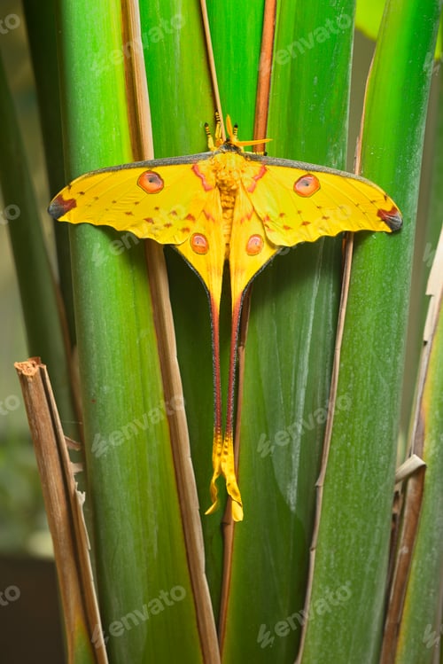 Preview: Comet or moon moth, Argema mittrei, butterfly native to the forests of Madagascar.