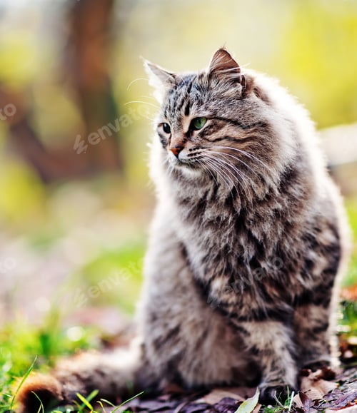 Preview: cat in park
