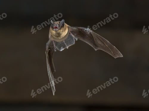 Preview: Flying Pipistrelle bat on wooden attic