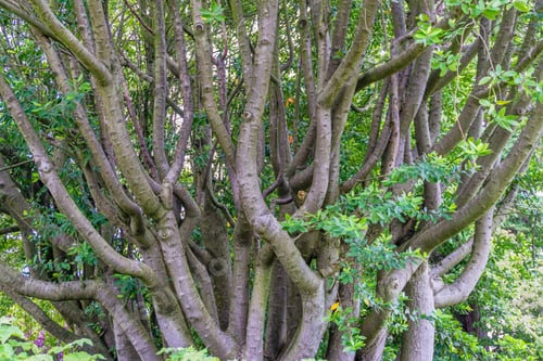 Preview: Tree Trunks Grow Together Creating An Abstract Scene.