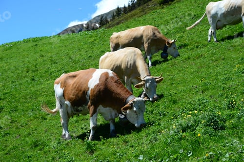 Preview: Herd of cows grazing in the green mountains of Switzerland