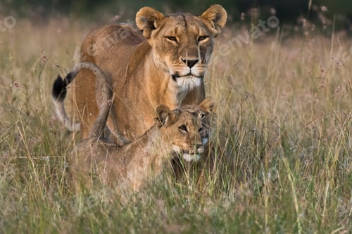 Preview: Lioness and cubs (Panthera leo), Masai Mara, Kenya, Africa