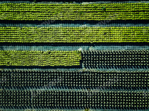 Preview: Aerial view of farmland and rows of crops.
