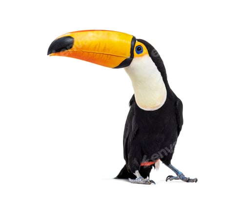 Preview: Toucan toco, Ramphastos toco, isolated on white