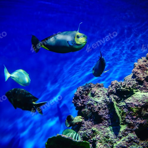 Vista previa: Exotic freshwater fishes in aquarium