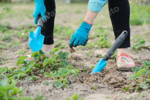 Preview: Gardener cultivates soil with hand tools, spring gardening, strawberry cultivation