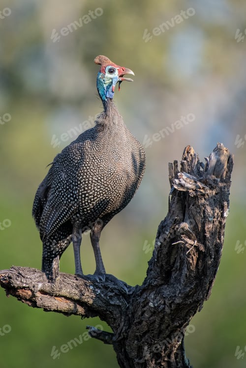 Preview: A helmeted guineafowl, Numida meleagris, perched on a log, beak open, greenery in background