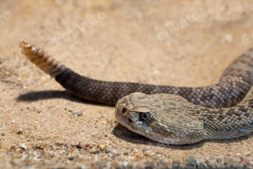 Preview: Aruba rattlesnake close up outdoors