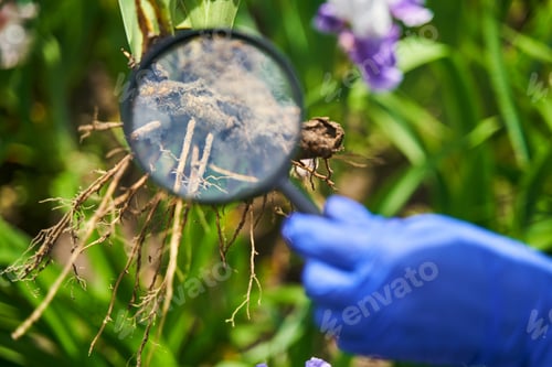 Preview: Female hand in blue gloves holding magnifier