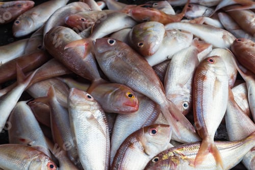 Preview: red shiny sea fish