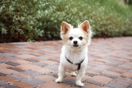 Preview: Cute Chihuahua with leash on walkway outdoors. Dog walking