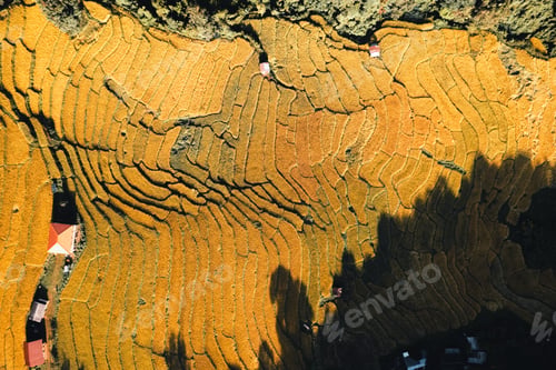 Preview: Aerial view of golden rice terrace field in morning