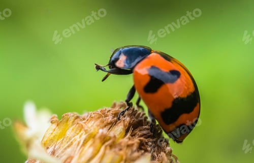 Preview: Lady bug,beetle insect on flower