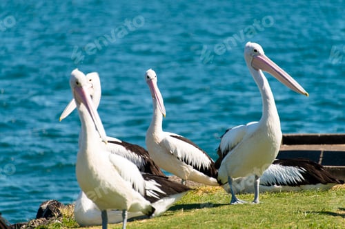 Preview: Flock of pelicans perched on the edge of a tranquil sea