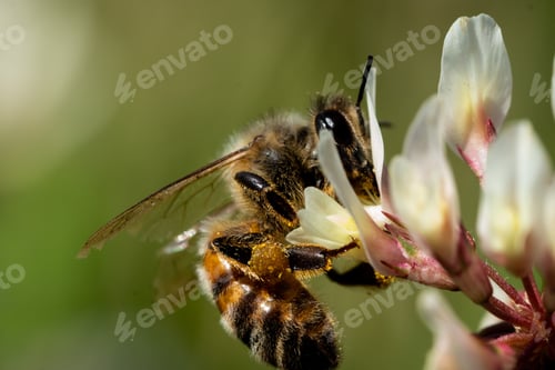 Preview: Macro shot of a bee hovering near a colorful collection of flowers, with blurred background