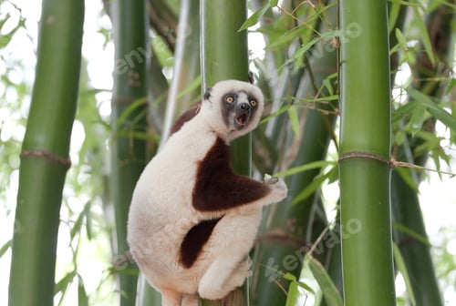 Preview: Lemur clinging to bamboo with mouth open.