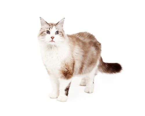 Preview: Beautiful Ragdoll Cat Standing