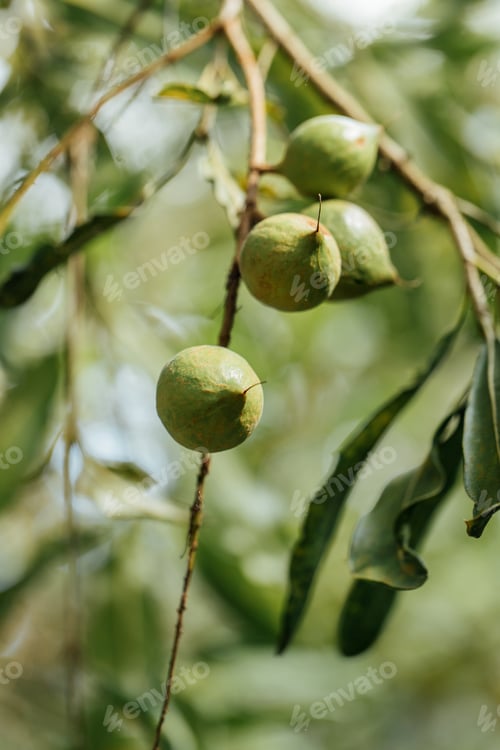 Preview: Macadamia nuts ready for harvesting