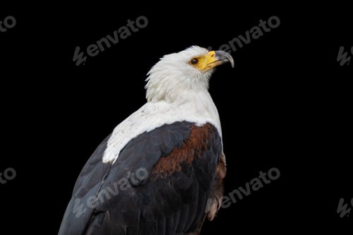 Preview: African fish eagle side portrait on black background