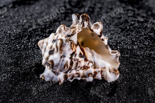 Preview: Vasum turbinellus Seashell on a black sand background