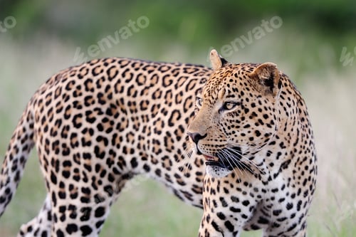 Preview: Selective focus shot of a magnificent African leopard with a blurred background