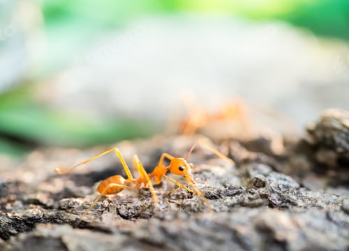 Preview: Ant in the small world