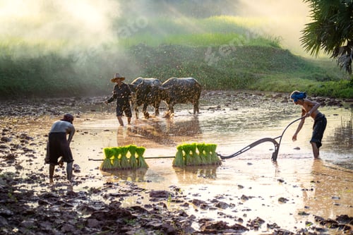 Preview: Man carrying rice plants in paddy field, Sakolnakh, Thailand