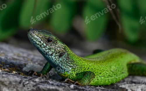 Preview: European green lizard (Lacerta viridis) resting on a stone