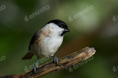 Preview: Marsh tit (Poecile palustris)